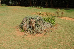 Cissus quadrangularis